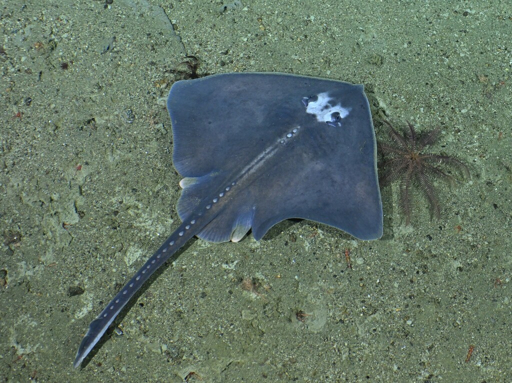 Whitebrow Skate
