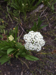 Perideridia parishii latifolia