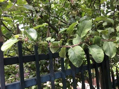 Malus