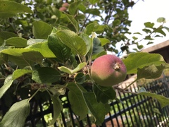 Malus