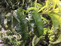 Prunus