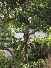 Prunus
