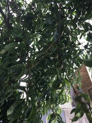 Prunus