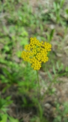 Pseudocymopterus