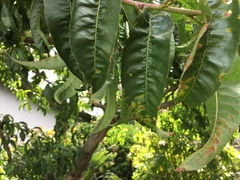 Prunus