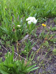 Perideridia parishii latifolia