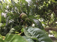 Prunus