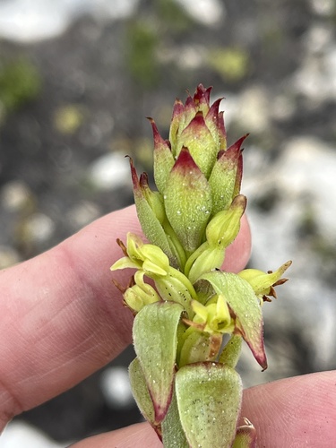 Image of Green Tongue Satyre by (c) Charleen Brunke, some rights reserved (CC BY)