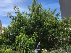 Prunus