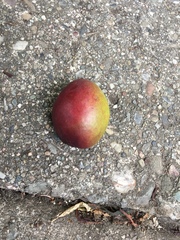 Prunus