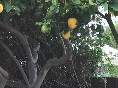 Citrus