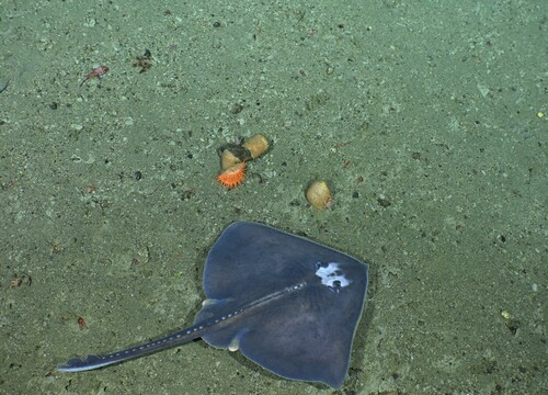 Smallthorn skate (Bathyraja minispinosa) — Arhynchobatidae — 3