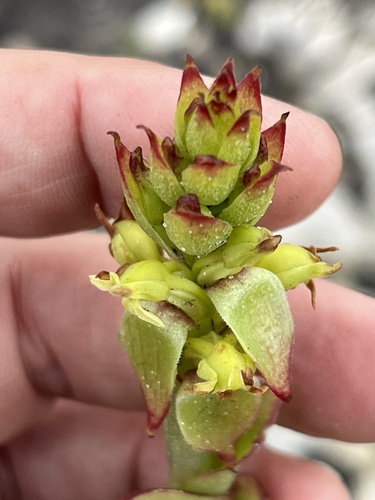 Image of Green Tongue Satyre by (c) Charleen Brunke, some rights reserved (CC BY)