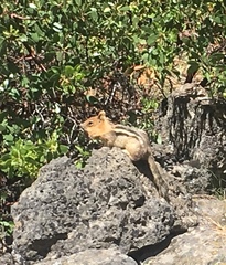 Callospermophilus lateralis