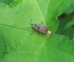 Liophloeus tessulatus