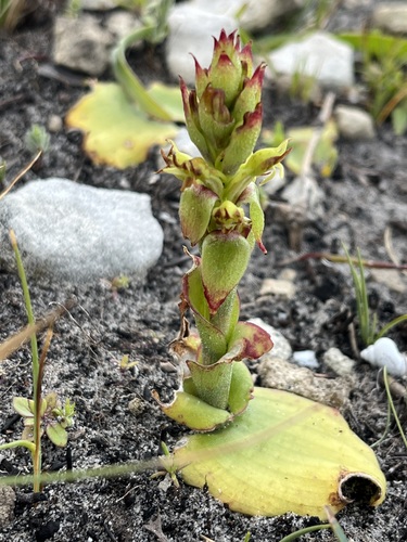 Image of Green Tongue Satyre by (c) Charleen Brunke, some rights reserved (CC BY)