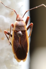 Iphita limbata