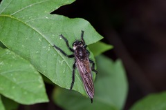 Promachus painteri