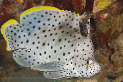 Chromileptes altivelis