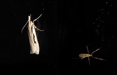 Scoparia rotuella