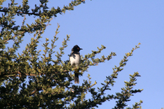 Pycnonotus nigricans