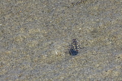 Cicindela carthagena