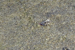 Cicindela carthagena