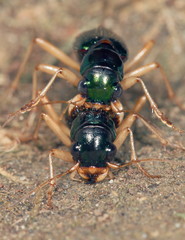 Tetracha virginica