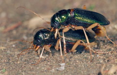 Tetracha virginica