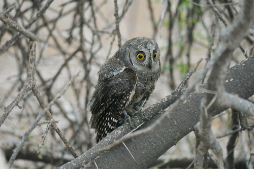 African Scops-Owl