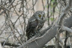 African Scops Owl photo 4