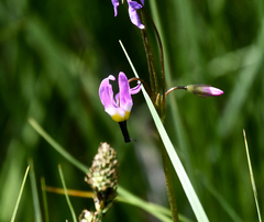 Primula tetrandra