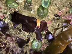 Styela montereyensis