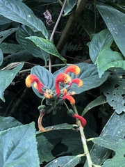 Centropogon granulosus