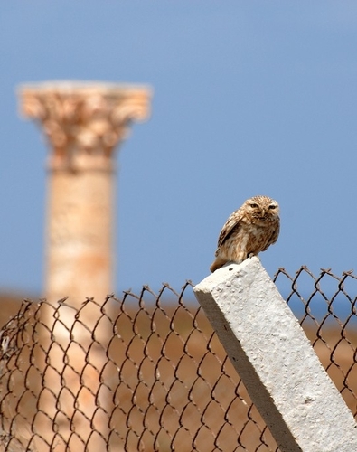 Athene noctua saharae