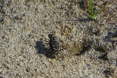 Cicindela carthagena