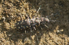 Cicindela carthagena