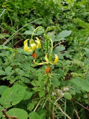 Lilium pyrenaicum