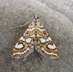 Elophila ekthlipsis