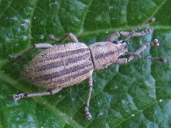 Aphrastus taeniatus