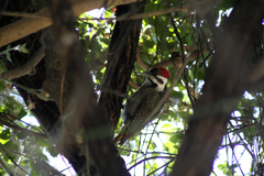 Chloropicus namaquus