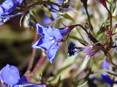 Lobelia kalmii