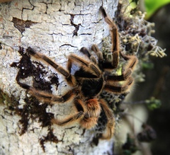 Phrixotrichus vulpinus