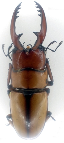Common Red Stag Beetle