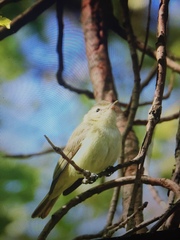 Vireo gilvus