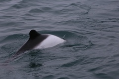 Cephalorhynchus commersonii