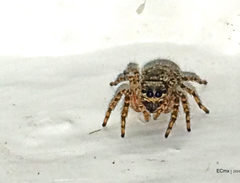 Mexigonus