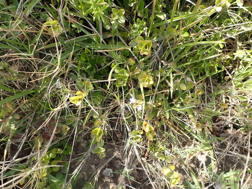 Image of Dyschoriste setigera by (c) Nicola van Berkel, some rights reserved (CC BY-SA)