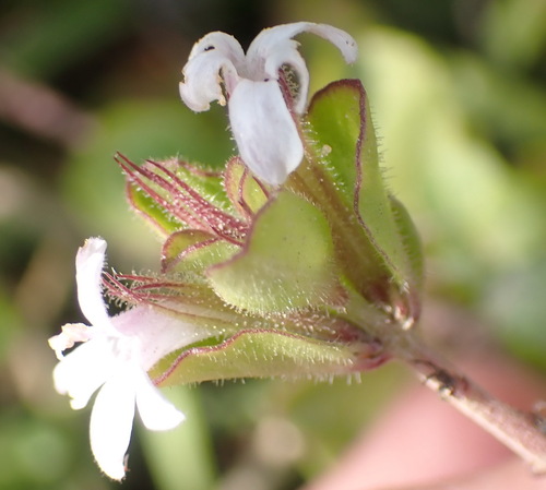 Image of Dyschoriste setigera by (c) Nicola van Berkel, some rights reserved (CC BY-SA)