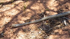 Masticophis taeniatus taeniatus